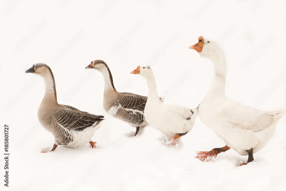 A herd of geese in the courtyard of the courtyard. Winter snow. The concept of tasty and healthy ecological food produced on the farm. A herd of geese in the courtyard of the courtyard. Winter snow. The concept of tasty and healthy ecological food produced on the farm.