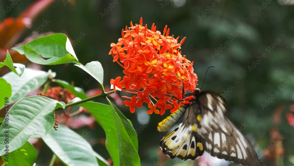 female green birdwing butterfly feeding on a red ixoria flower