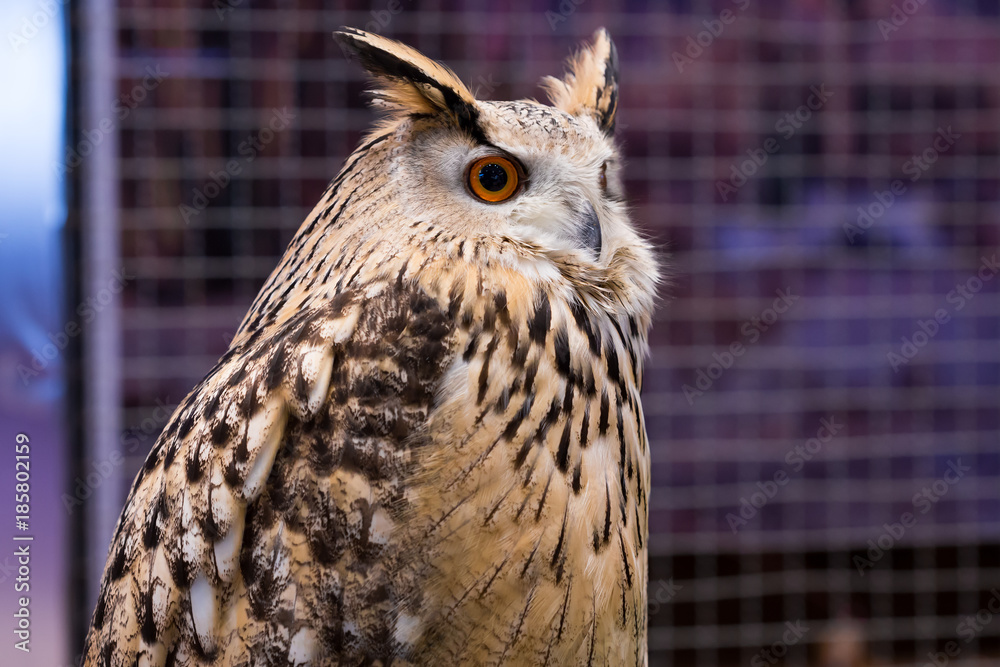 Obraz premium Animal closeup show face bird eagle owl
