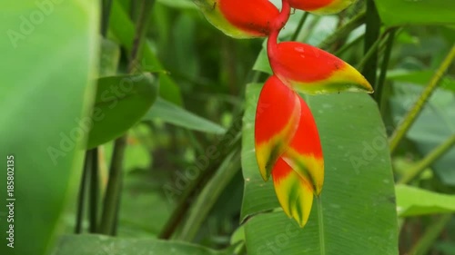 close up of a beautiful heliconia flower growing in a garden photo