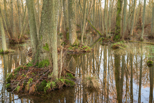 Flooded forest area as a natural and recurring seasonal occurrence. Location southern Sweden.