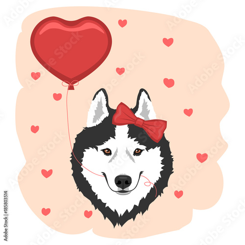 Dog with red bow and heart balloon. Black and white Siberian husky girl. Valentine's day greeting card. Vector illustration