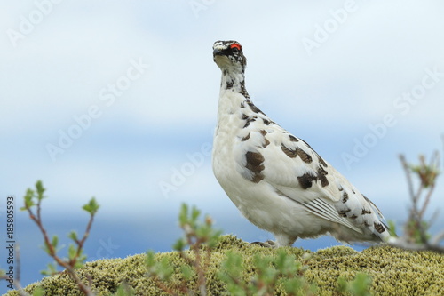 rock ptarmigan (Lagopus muta) in tundra-like vegetation in Iceland photo