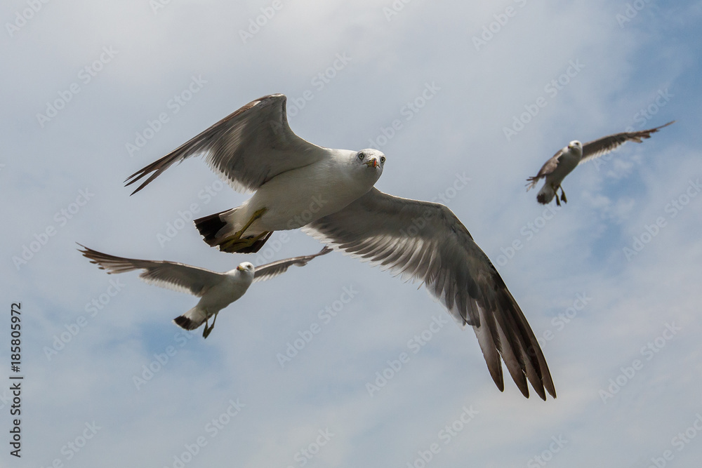 Sea gulls in Vladivostok. Tourists feed hungry gulls