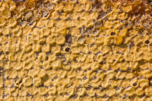 Yellow honeycomb.