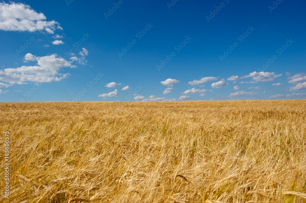 Wheat field against blue sky with clouds. 