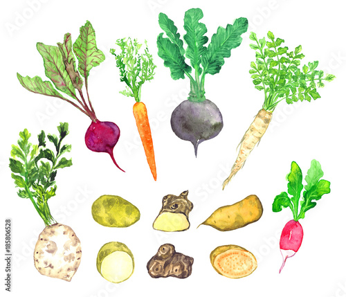Root vegetables collection, celery, beetroot, carrot, radish, parsnip, potato, Jerusalem artichoke, sweet potato, isolated hand painted watercolor illustration