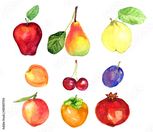 Fruits and berries collection, apple, pear, plum, apricot, cherry, peach, pomegranate, persimmon, quince, hand painted watercolor illustration