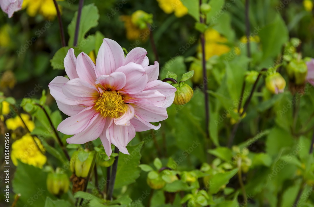 Fresh twig of rose Dahlia Flower bloom flower in the garden, Sofia, Bulgaria Fresh twig of rose Dahlia Flower bloom flower in the garden, Sofia, Bulgaria