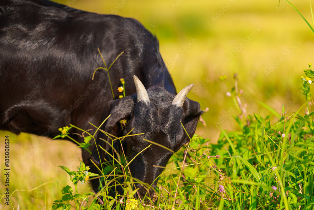 A young black goat grazes in a meadow A young black goat grazes in a meadow