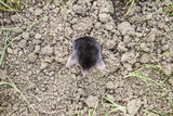 mole climbs out of the hole. Black mole. A mound of earth from a mole. An underground animal is a mole