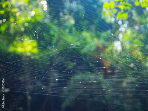 Spider web on the tree in the forest with sunlight