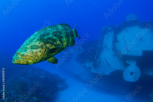 A goliath grouper swimming through the ocean in front of the wreck of the Kittiwake near Grand Cayman in the Caribbean