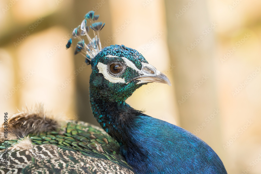 A beautiful peacock with a soft background A beautiful peacock with a soft background