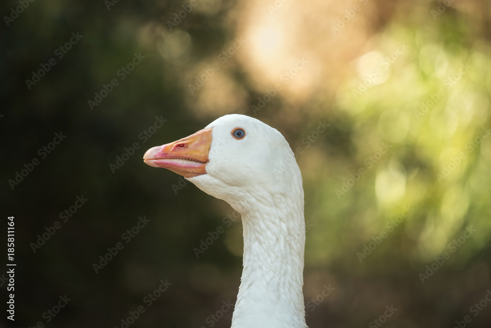 A beautiful goose looks into the camera A beautiful goose looks into the camera