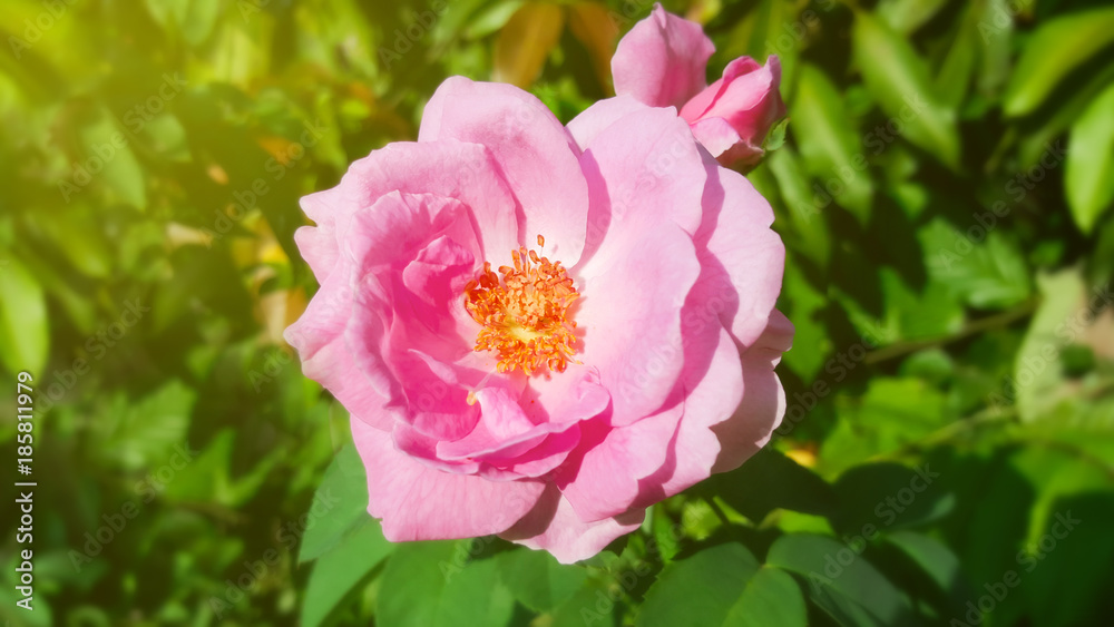 pink rose in nature background with sunlight pink rose in nature background with sunlight