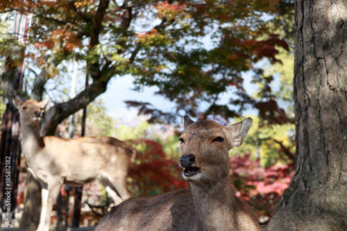 Deer laying down on the floor and out focus deer standing on background autumn tree at the park in Nara, Japan.