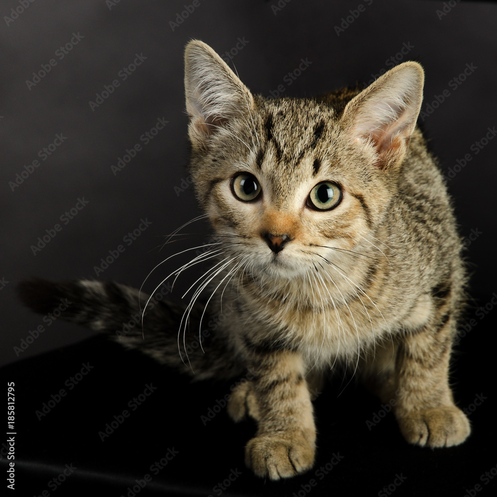 A curious and  cute tabby kitten on a black chair.