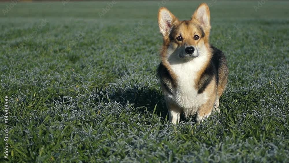 The dog Welsh Corgi Pembroke stands against the background of a green field. The dog Welsh Corgi Pembroke stands against the background of a green field.