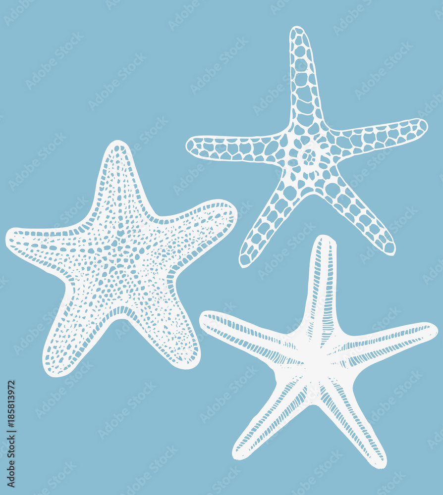 Set of Starfishes. Collection of Sea Design Elements in Hand Drawn Graphic Style. Vector Illustration Set of Starfishes. Collection of Sea Design Elements in Hand Drawn Graphic Style. Vector Illustration
