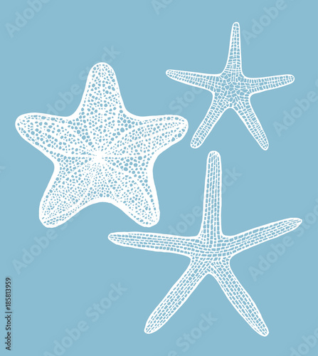 Set of Starfishes. Collection of Sea Design Elements in Hand Drawn Graphic Style. Vector Illustration