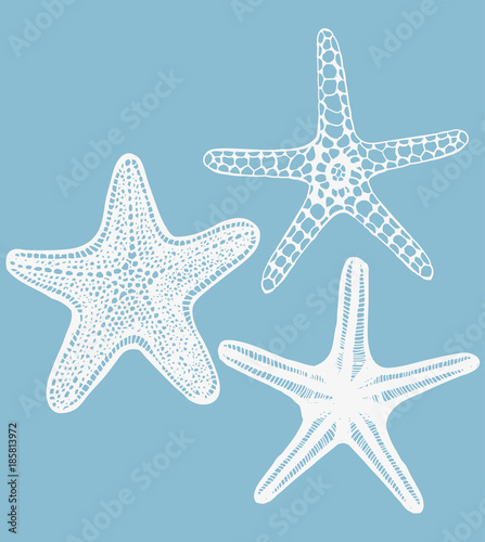 Set of Starfishes. Collection of Sea Design Elements in Hand Drawn Graphic Style. Vector Illustration
