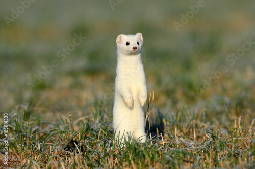 stoat (Mustela erminea),short-tailed weasel in the Winter Germany