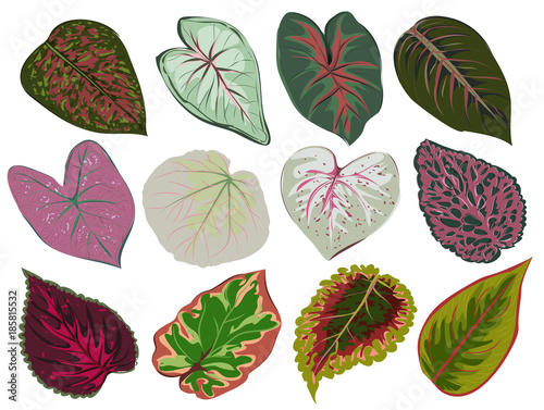 Vector set of patterned red and green leaves. Bright floral sheets and aglaonema Caladium. Botanical illustration of plants on a white background