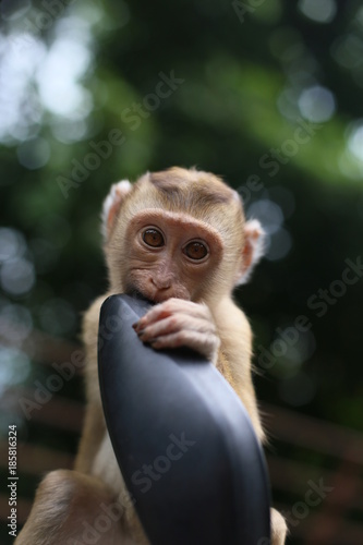 Милая обезьянка ест мой байк