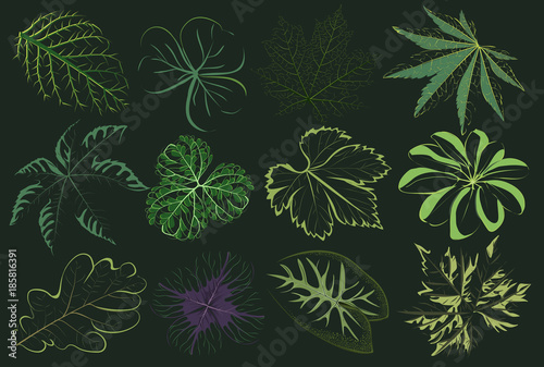 Vector set of patterned green leaves. Floral and woody, the leaves in an abstract style. Botanical illustration of plants