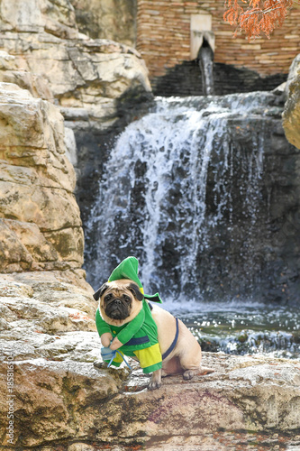 Ziggy the Elf Pug in San Antonio, Texas photo