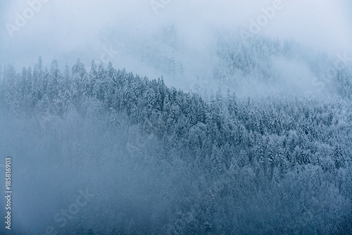 Snow covered trees at Lake Eibsee with pine forest during early winter on a blue hour moody day, bavaria, Germany photo