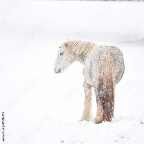 samotny koń w śnieżnej scenerii