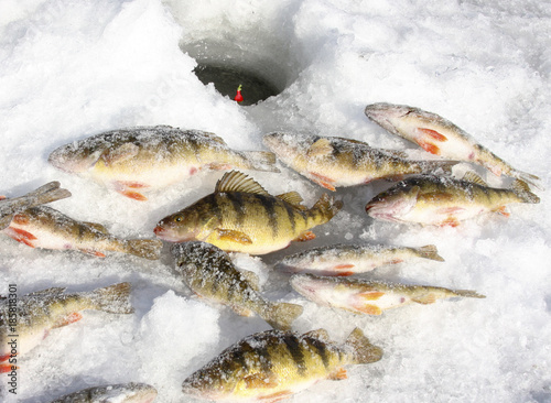 Freshwater Perch on the ice