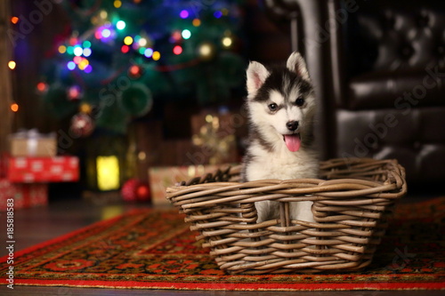 the husky puppy on the background bokeh