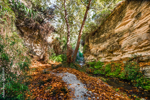 Autumn forest landscape