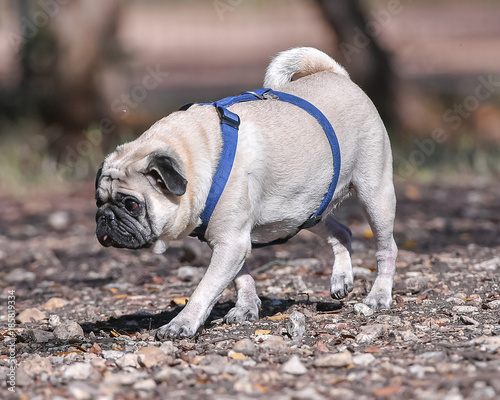 Ziggy The Pug in the Park photo