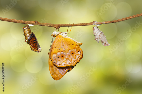 Mature chrysalis and emerged of common leopard butterfly ( Phalanta ) hanging on twig photo