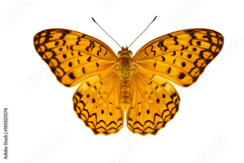 Common leopard butterfly ( Phalanta ) Isolated on white
