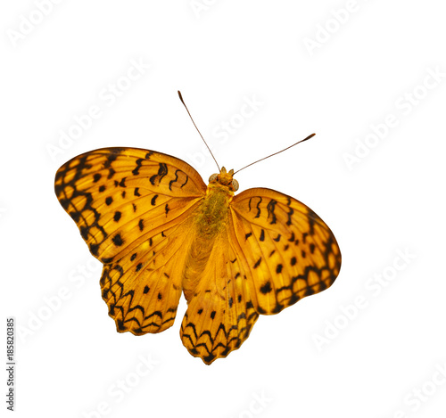 Common leopard butterfly ( Phalanta ) Isolated on white