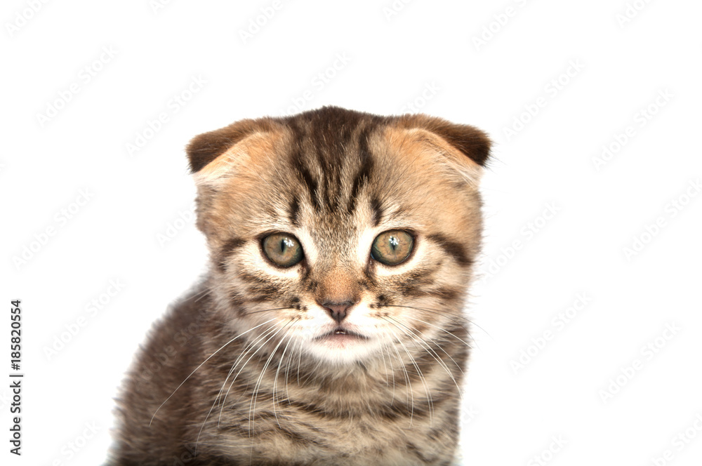 Folding cat isolated on the white Folding cat isolated on the white