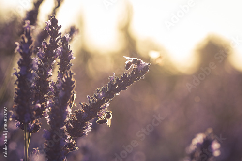 Sonnenuntergang mit Bienen