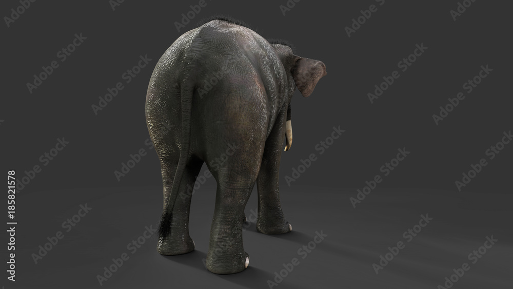 Naklejka premium 3d Illustration elephant isolate on back background, Elephant in dark with clipping path.