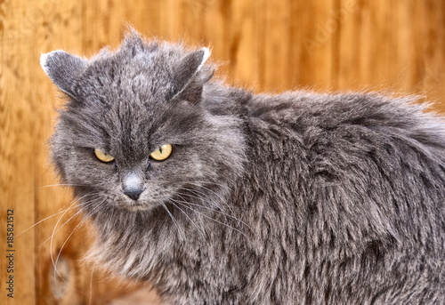 a very angry gray cat on an orange background.