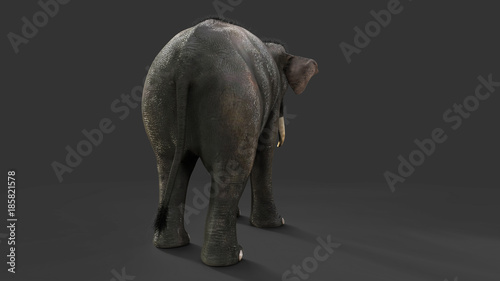 3d Illustration elephant isolate on back background  Elephant in dark with clipping path.