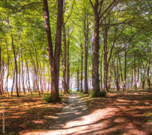 Path to the sea in the park. Yantarny  Kaliningrad region. Russia