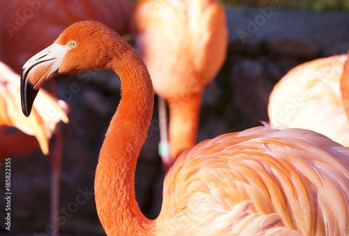 Flamingi zoo Lizbona 