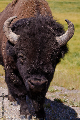 Yellowstone Nationalpark, USA