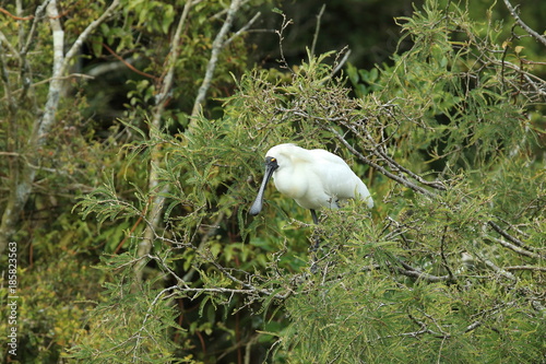 Royal Spoonbill nesting at the mouth of Waitangiroto River in West Coast New Zealand photo