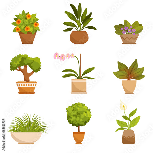 House plants, decorative flowers indoors. Vector illustrations in cartoon style